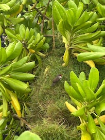 Flora in front of resort