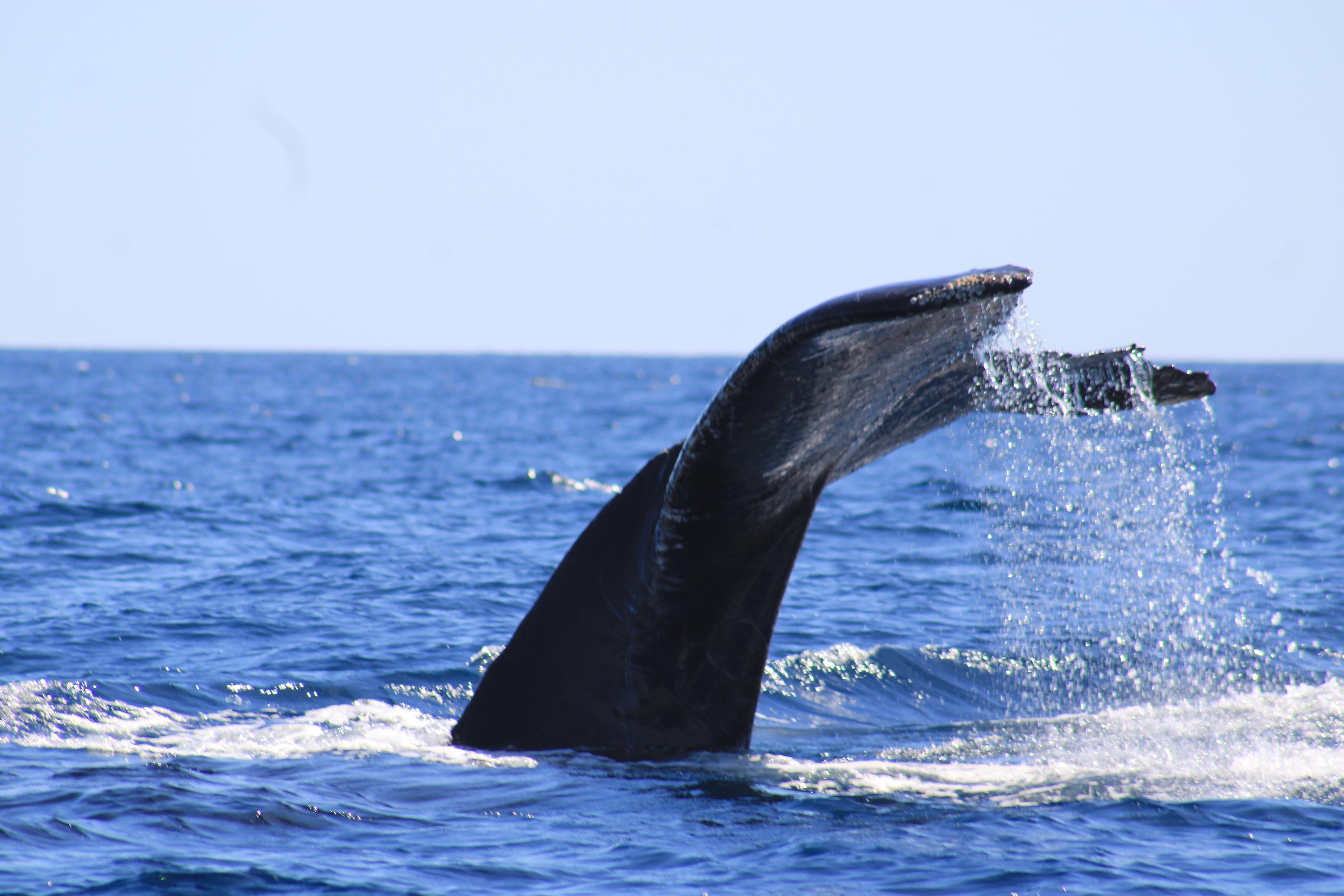 Amazing whale excursion out of San Jose