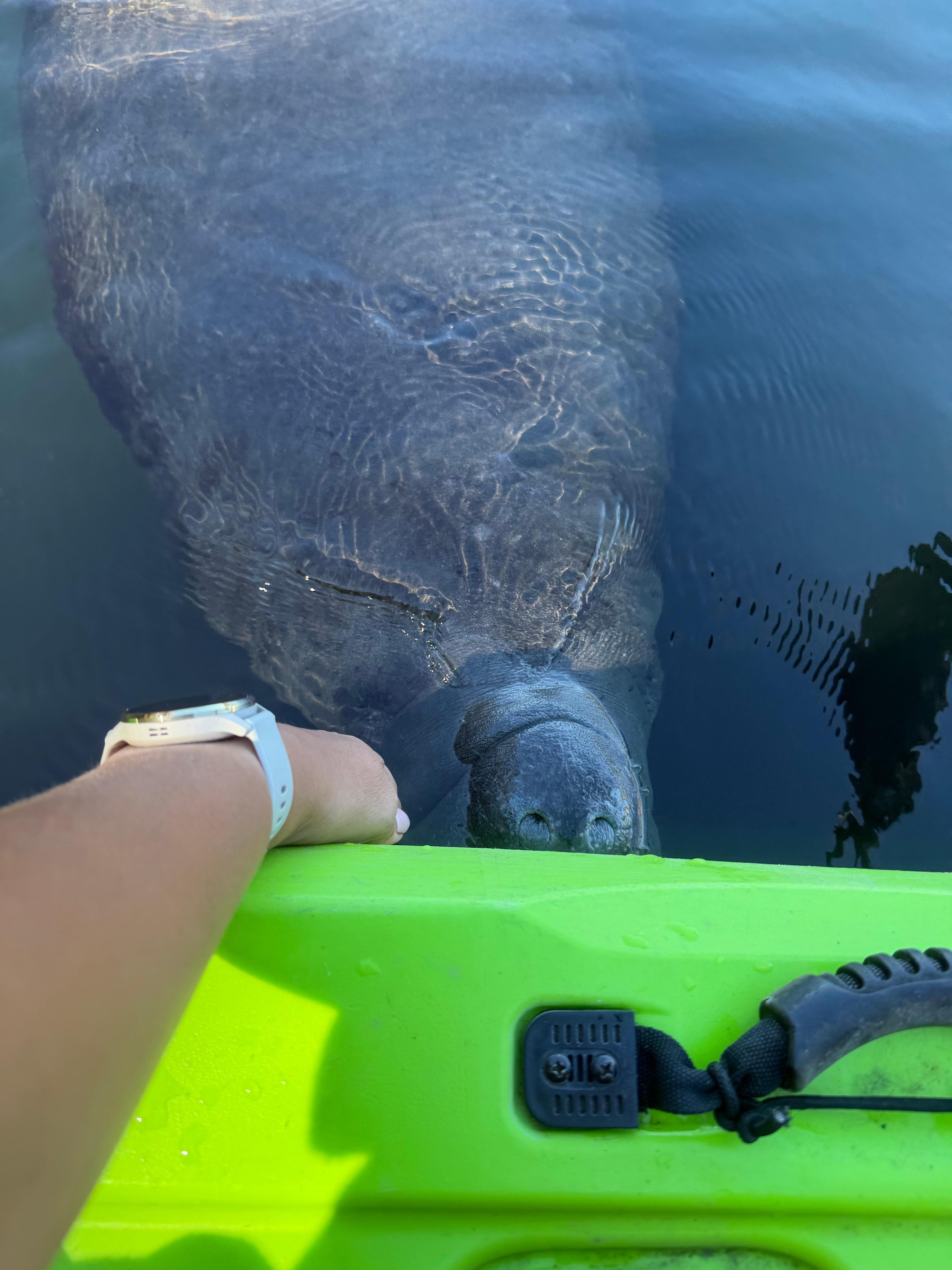 Manatees are plentiful and friendly!