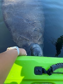 Manatees are plentiful and friendly!