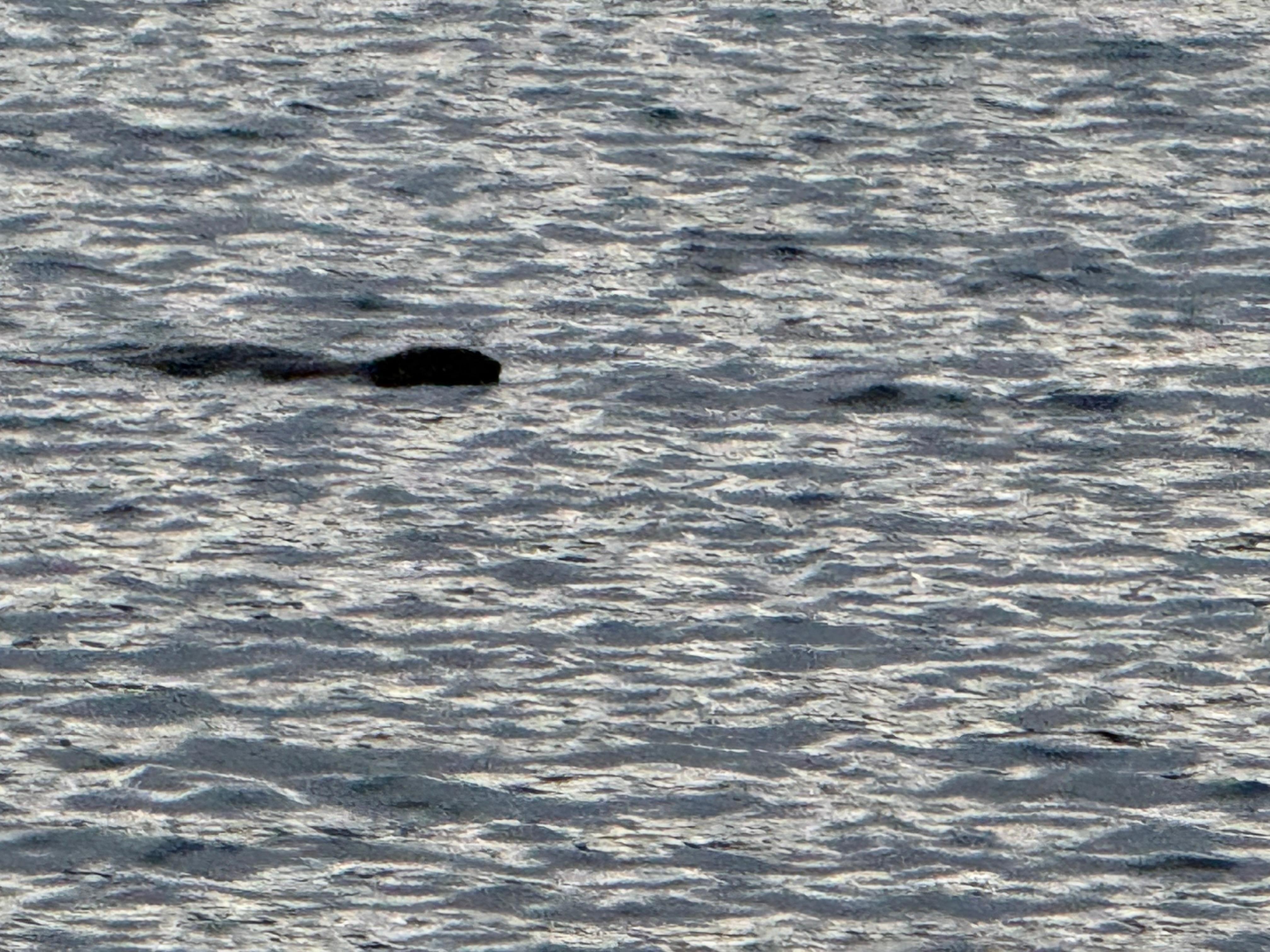 Lake visitor 