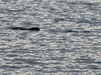 Lake visitor