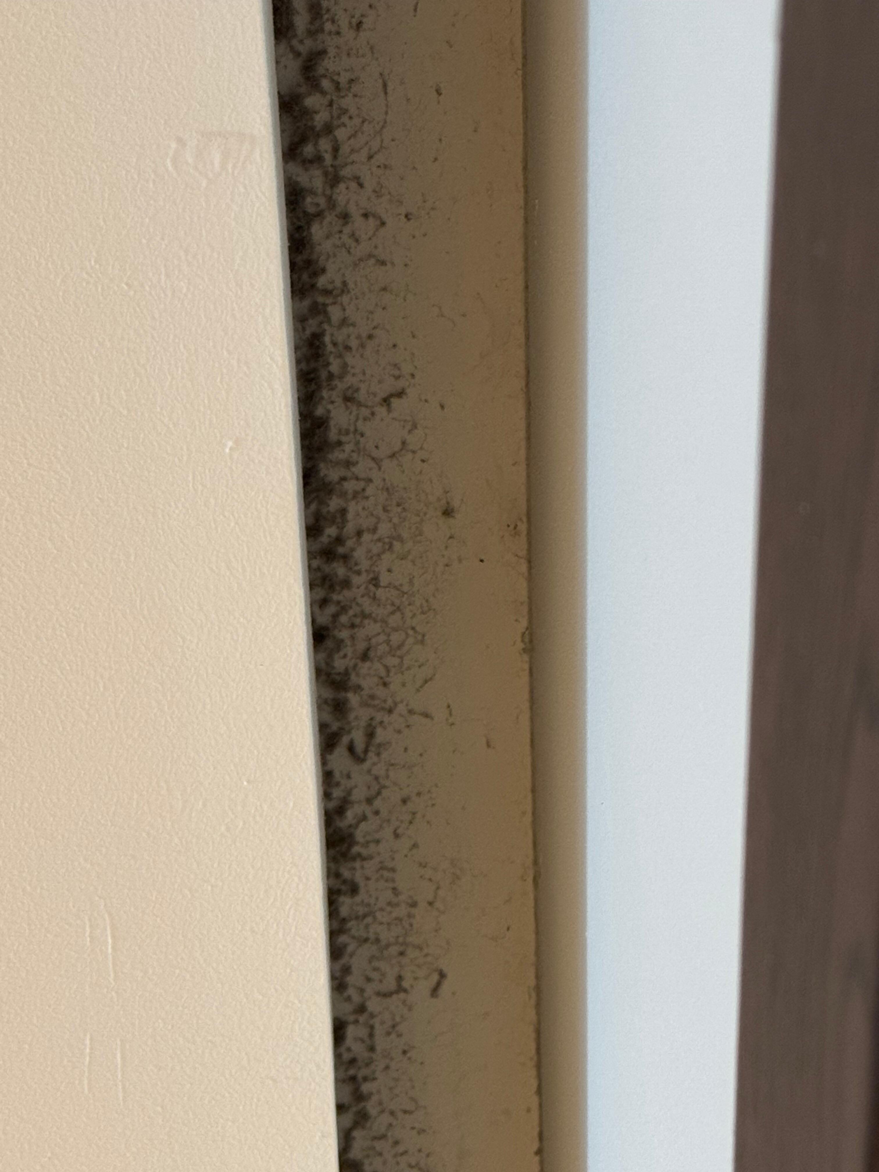Mold