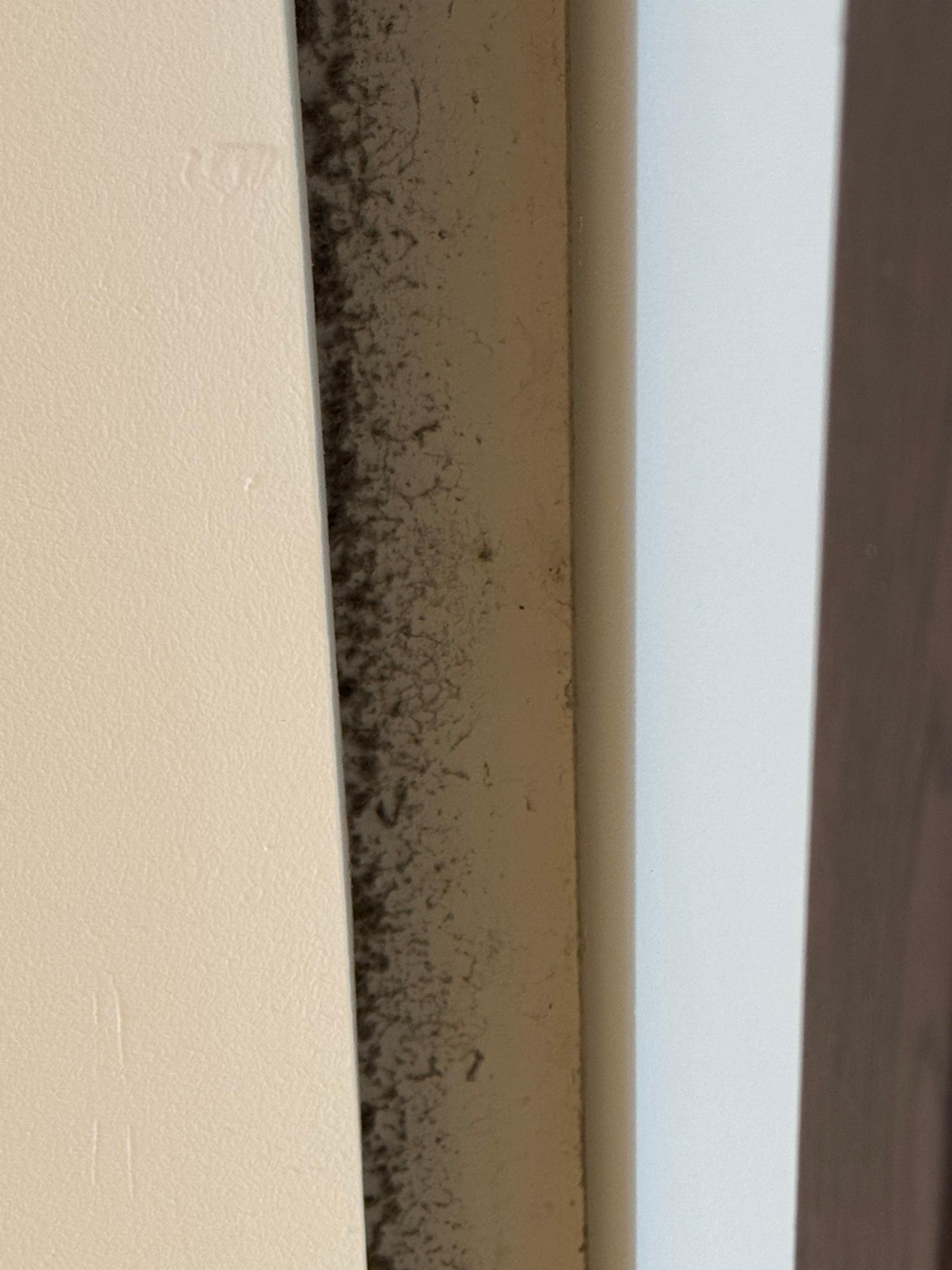 Mold