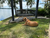 Poppy chilling watching geese