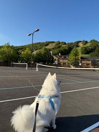 Dog friendly environment