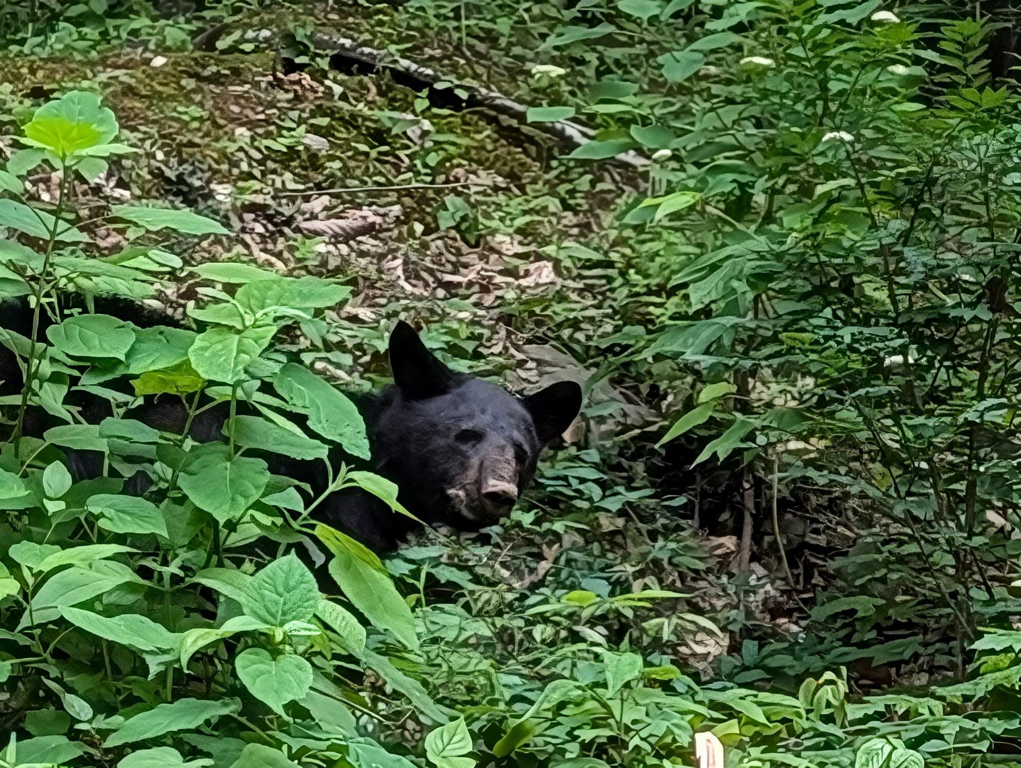 Black Bear nearby
