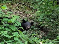 Black Bear nearby