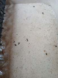 Mouse poop on the sink