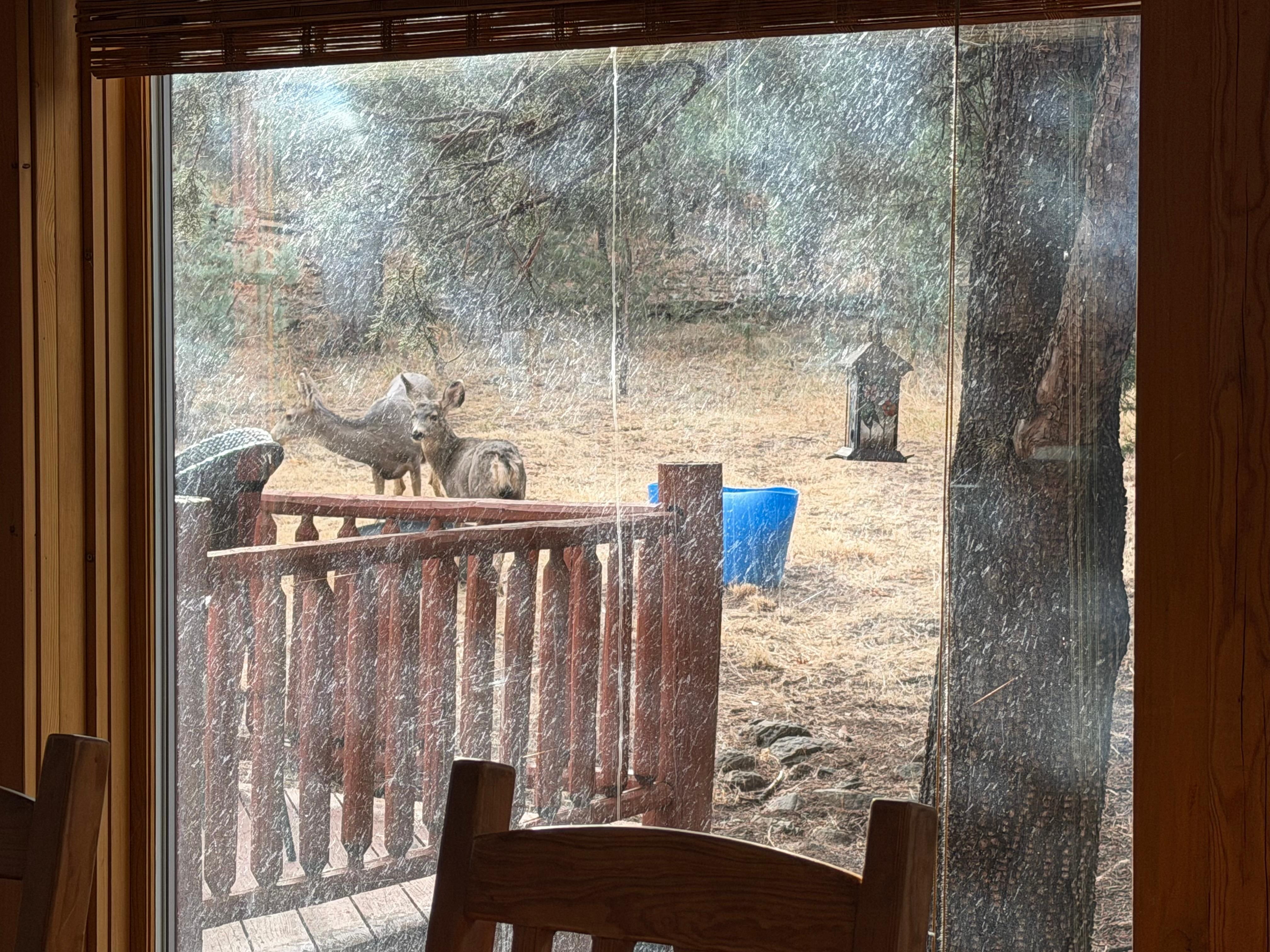 Deer come to eat out of the feeder in the back