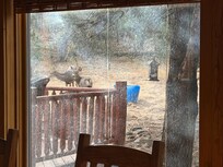 Deer come to eat out of the feeder in the back