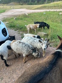 Our friends visiting each morning. ❤️