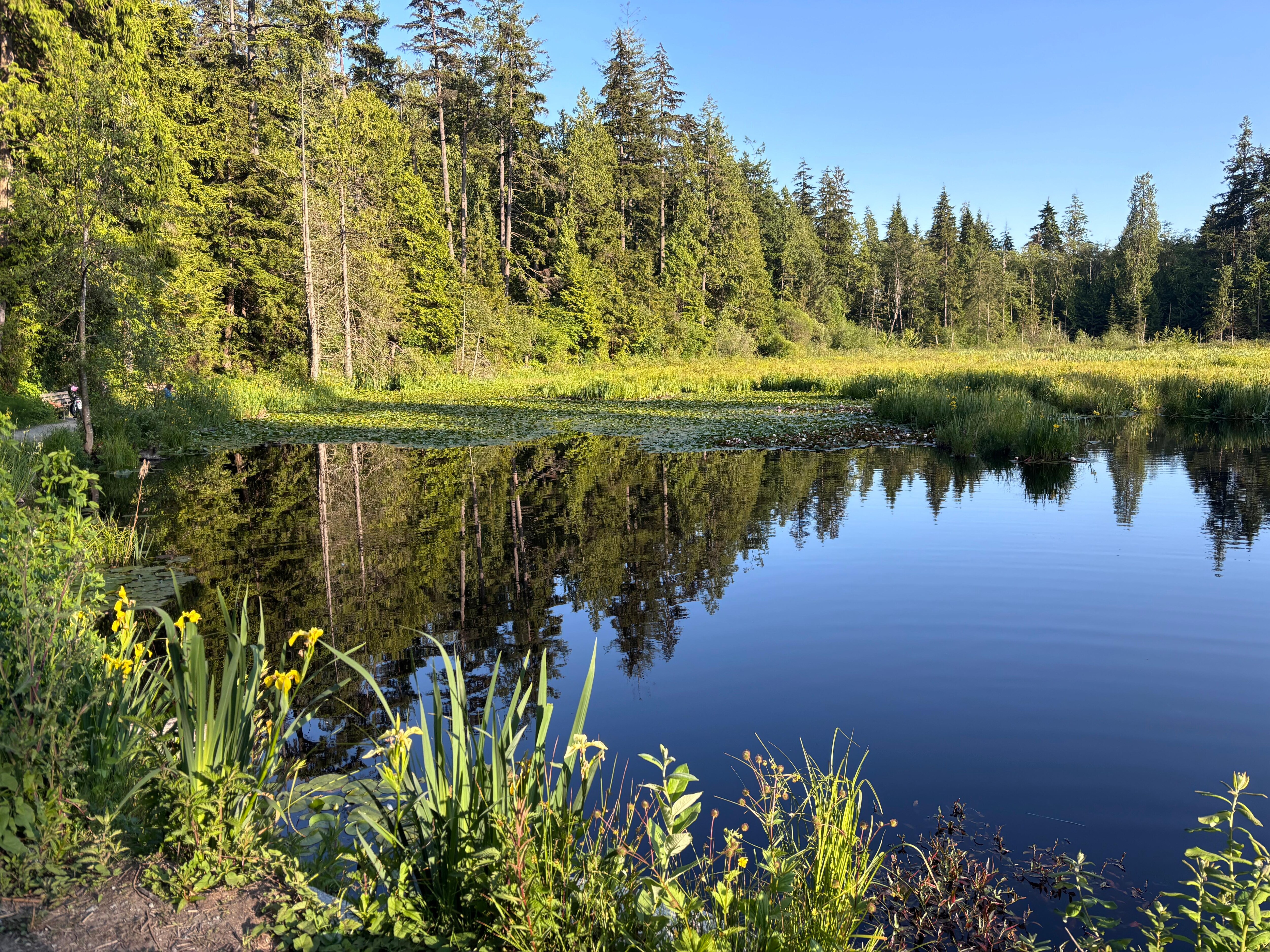 Beaver Lake (Stanley Park)