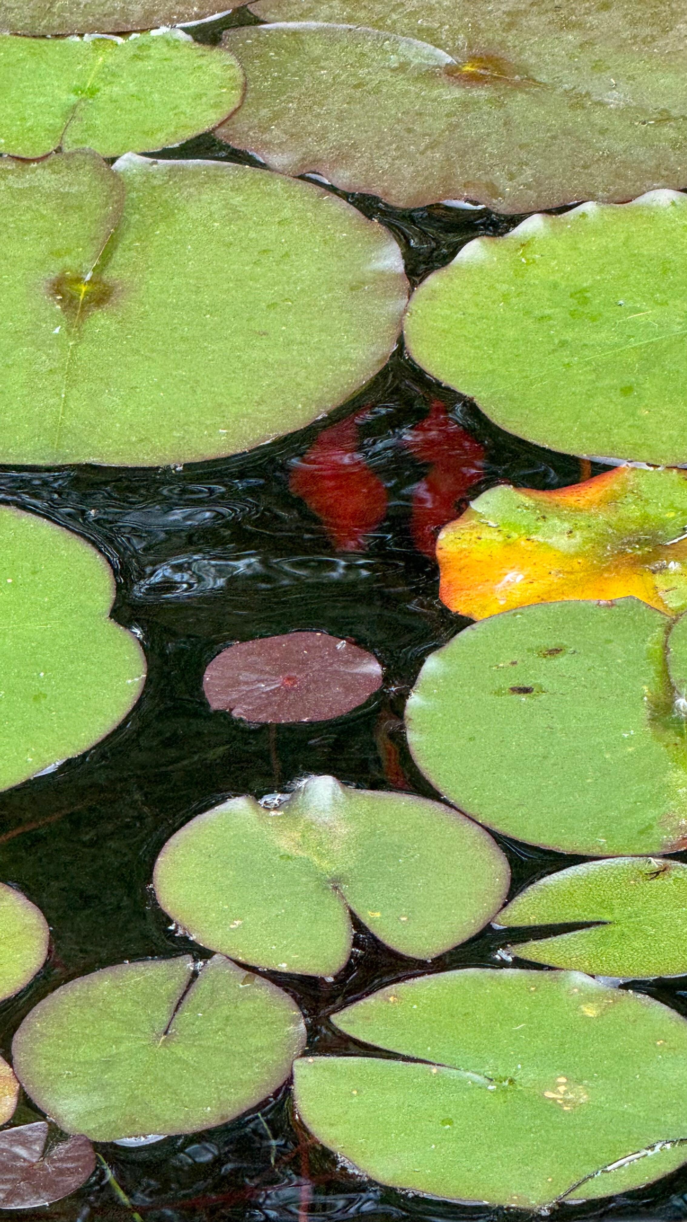 Watching the fish in the pond! 