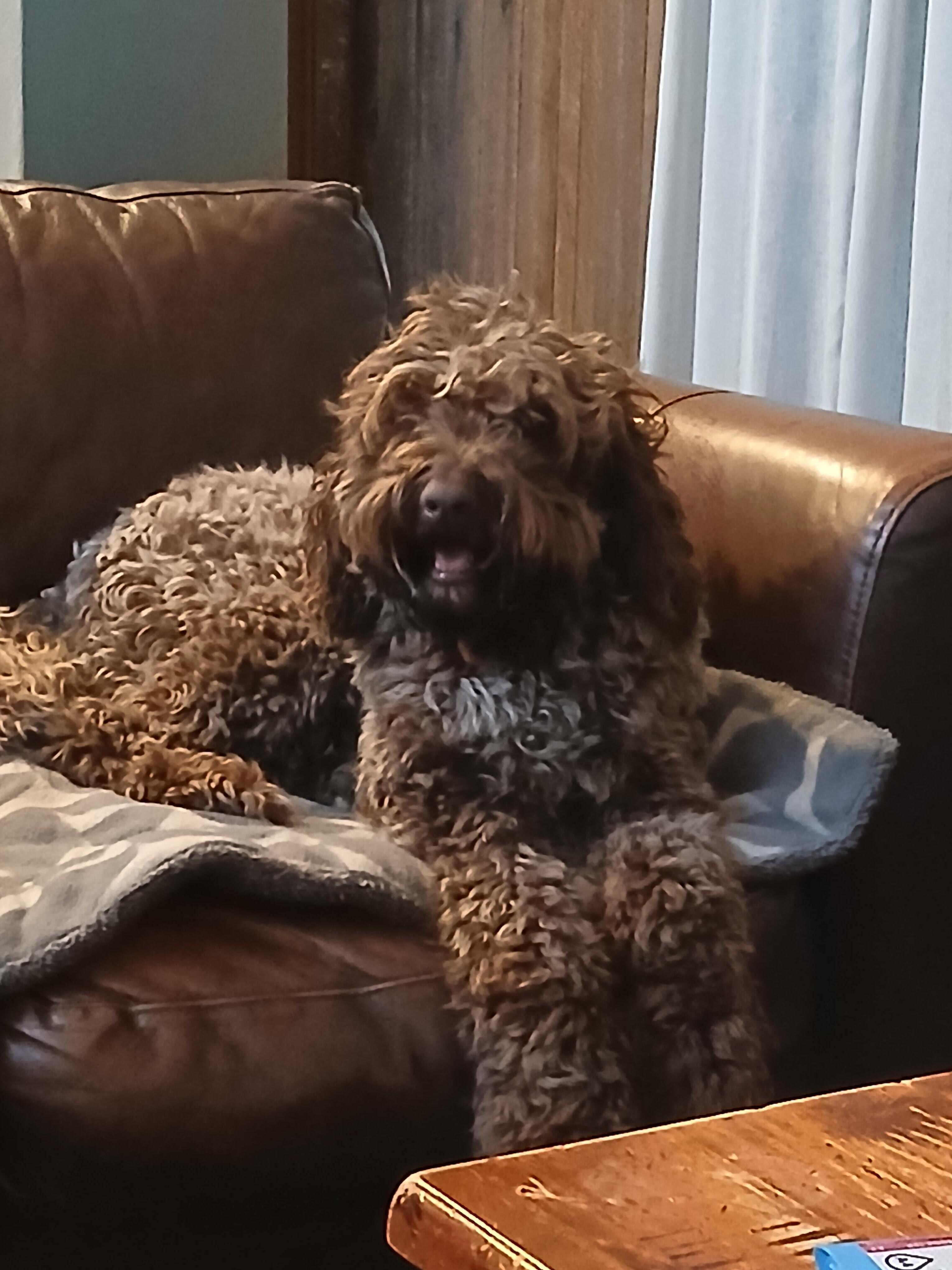 Mr Dougal making himself right at home.