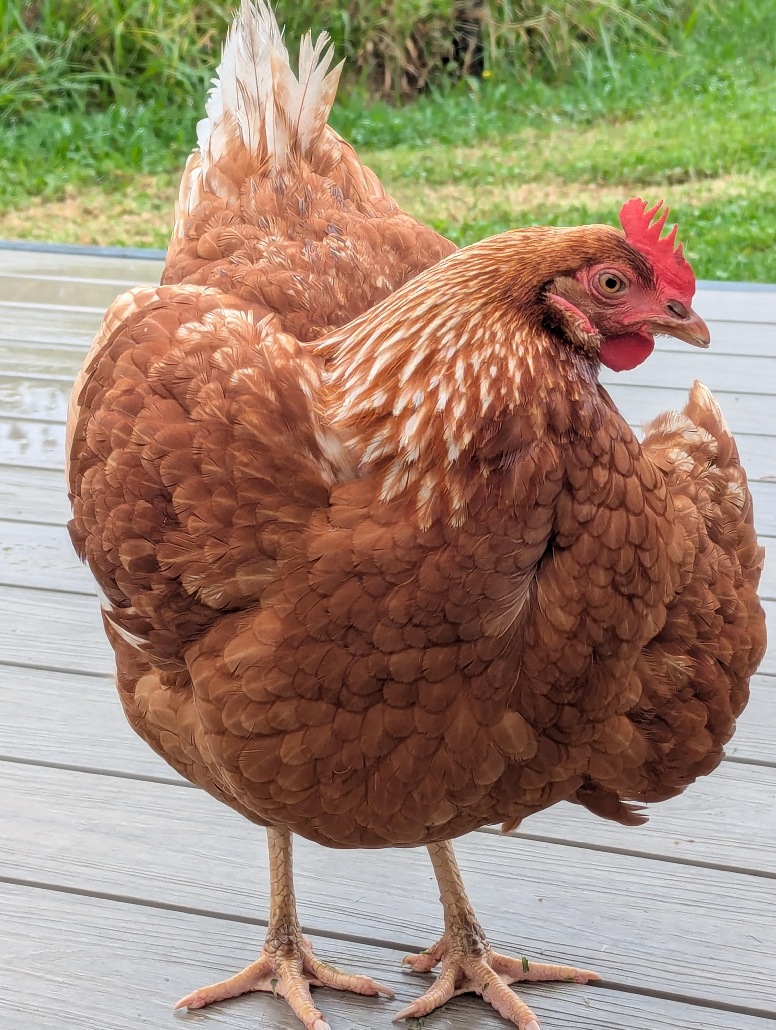 The friendly neighbours :-)