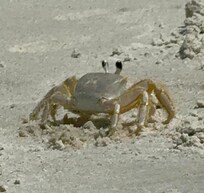 We enjoyed watching the crabs on the beach run back and forth in the mornings.