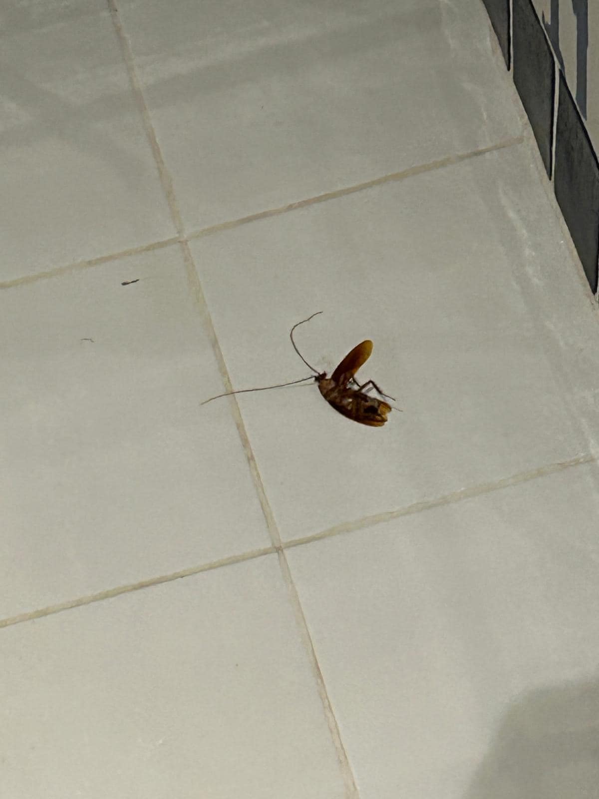 Eran dos una quedó viva y se fue