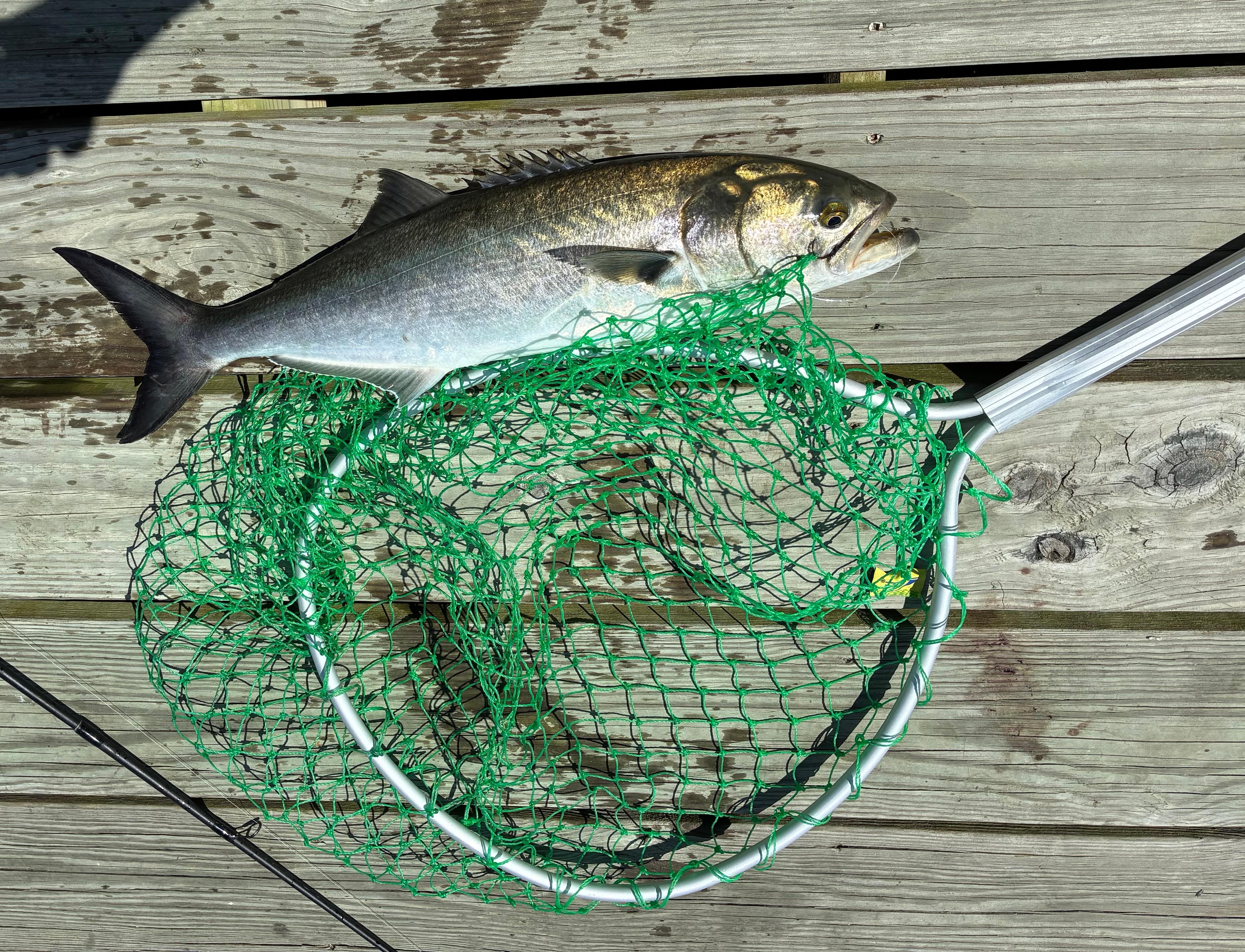 Bluefish - Released, not good for eating