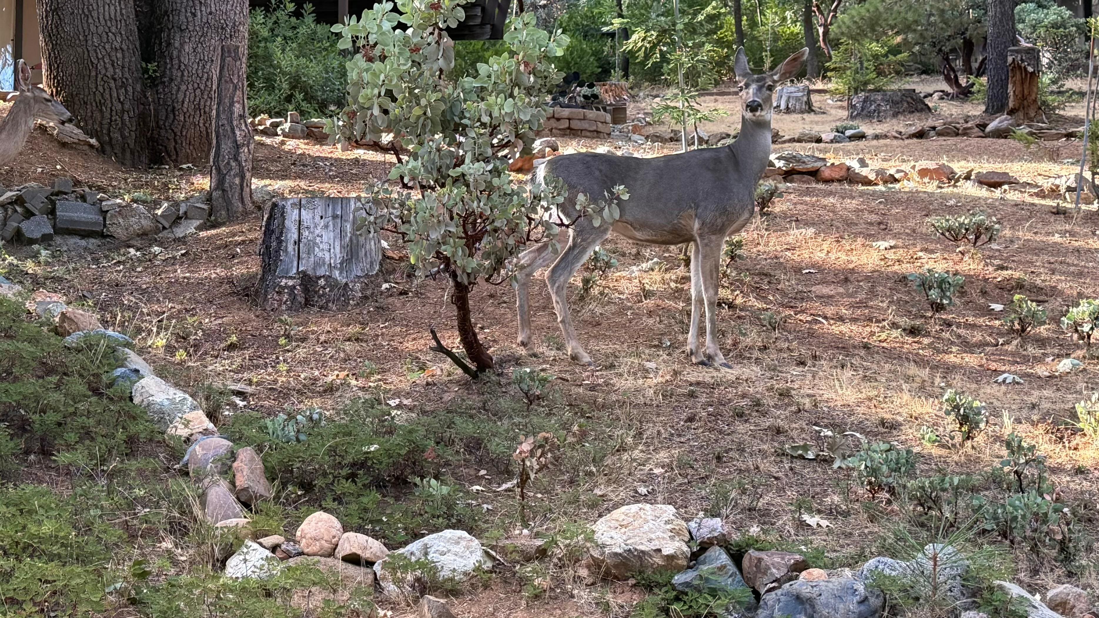 Like clockwork, every evening, several beautiful deer visited