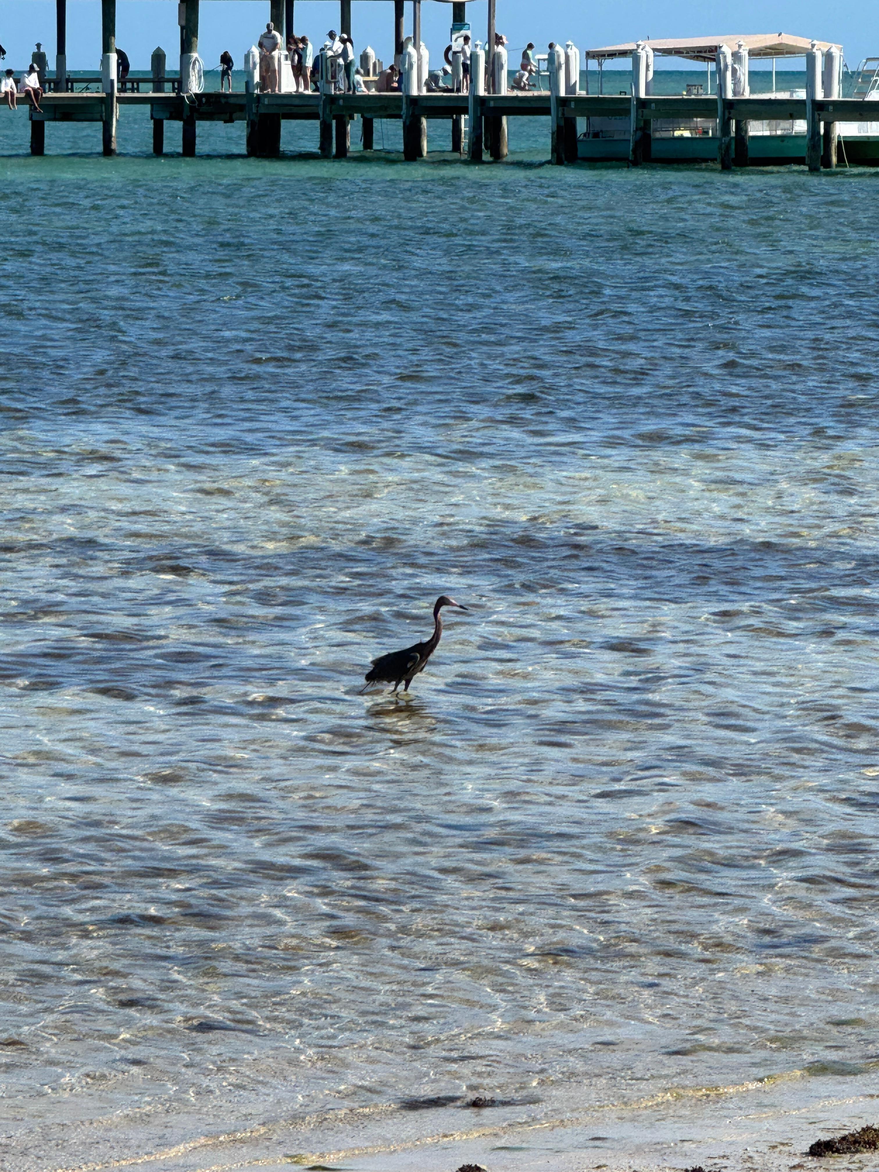 Lots of wildlife to see from beach