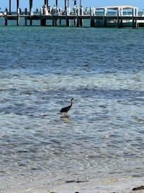 Lots of wildlife to see from beach