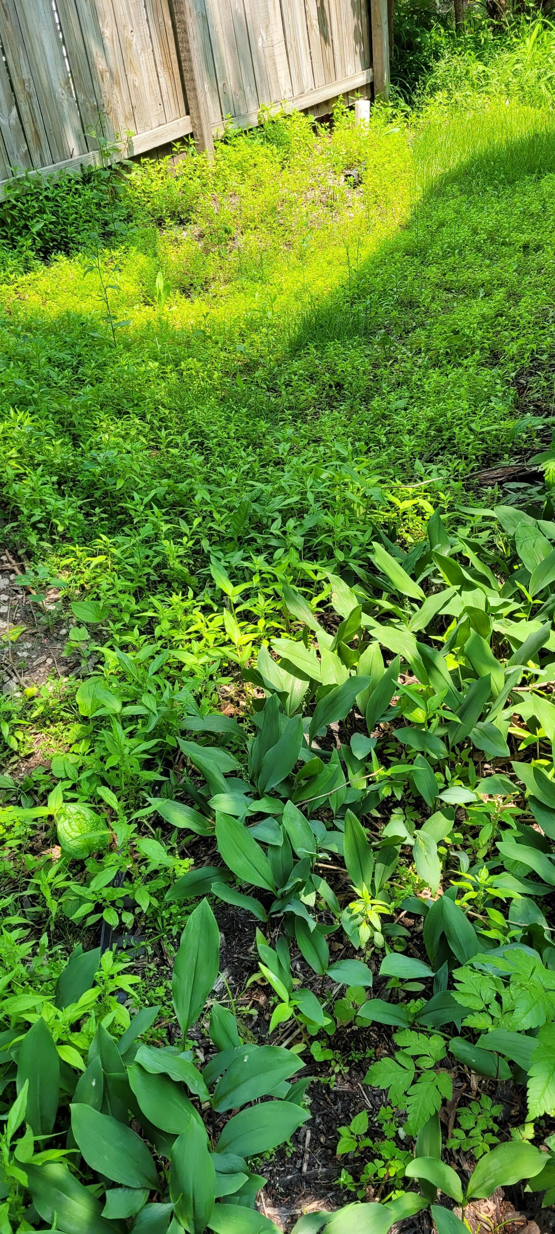 Tall grass