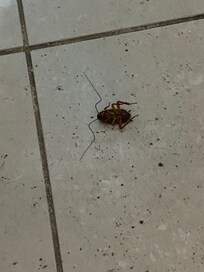 Roach activity