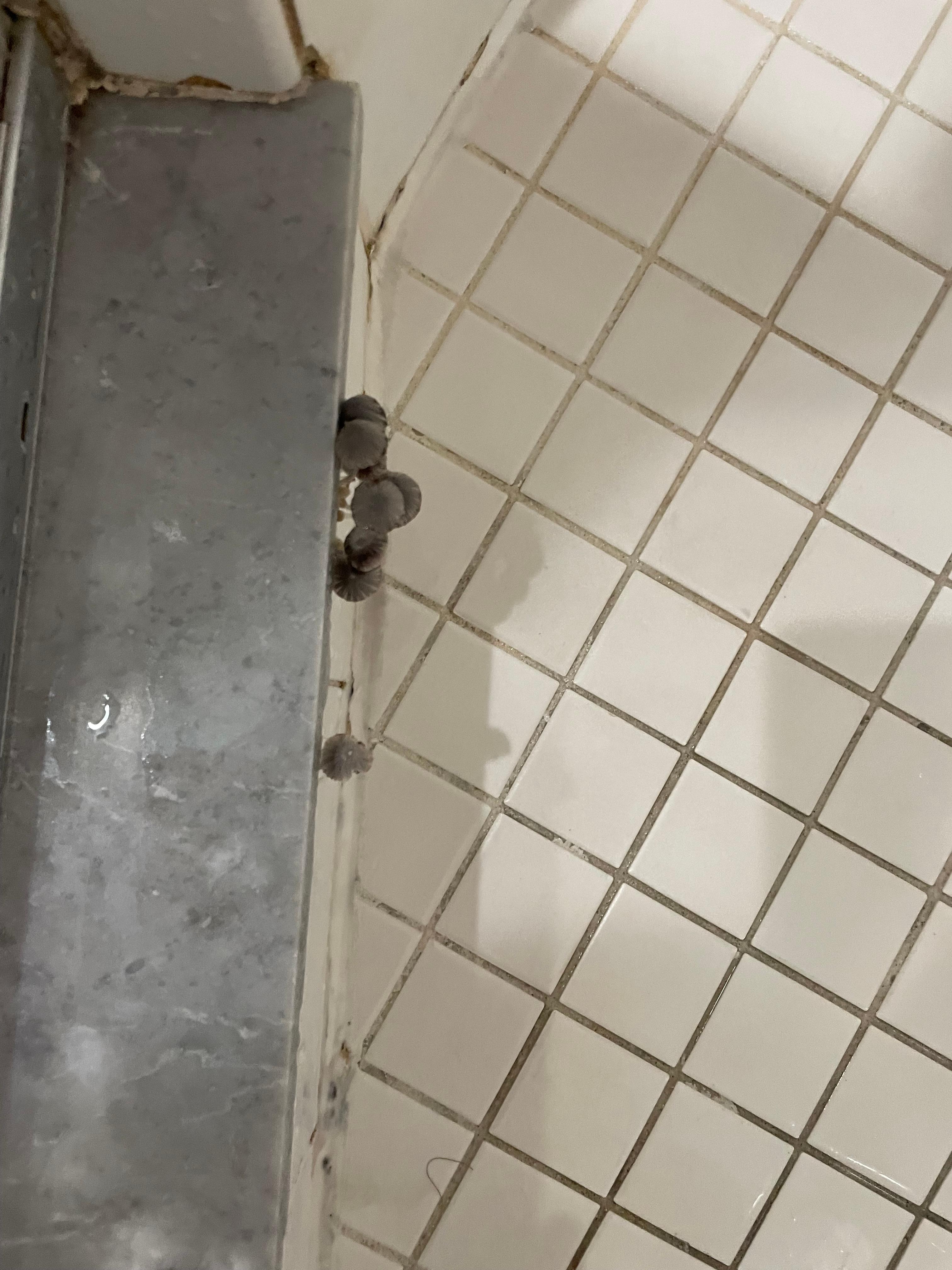 Mushrooms growing in shower