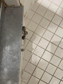 Mushrooms growing in shower
