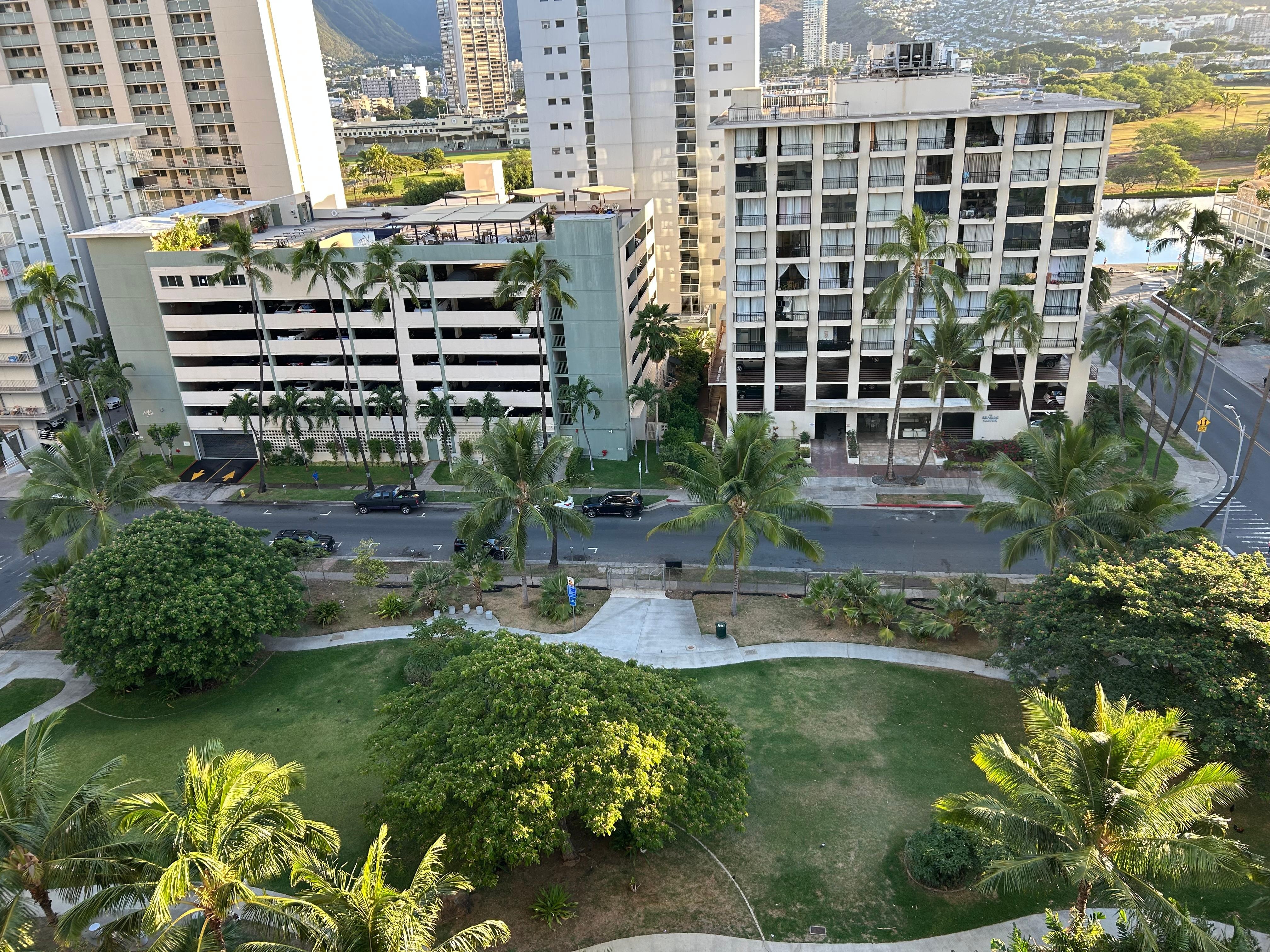 公園、ニワトリが賑やか