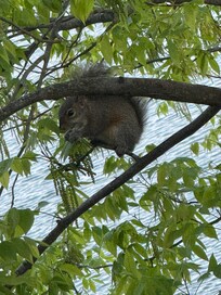 Squirrel in tree in front of balcony at the room