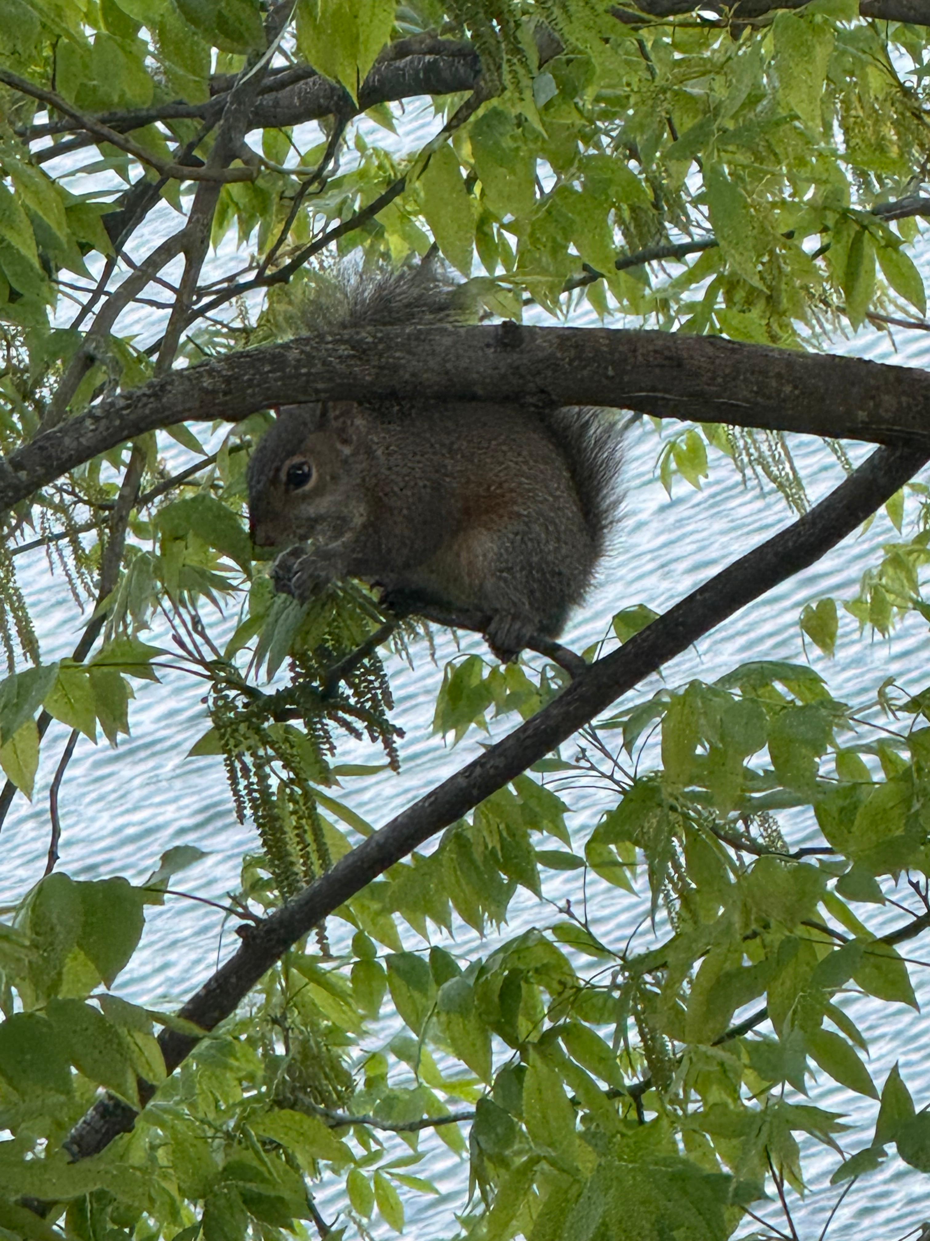 Squirrel in tree in front of balcony at the room