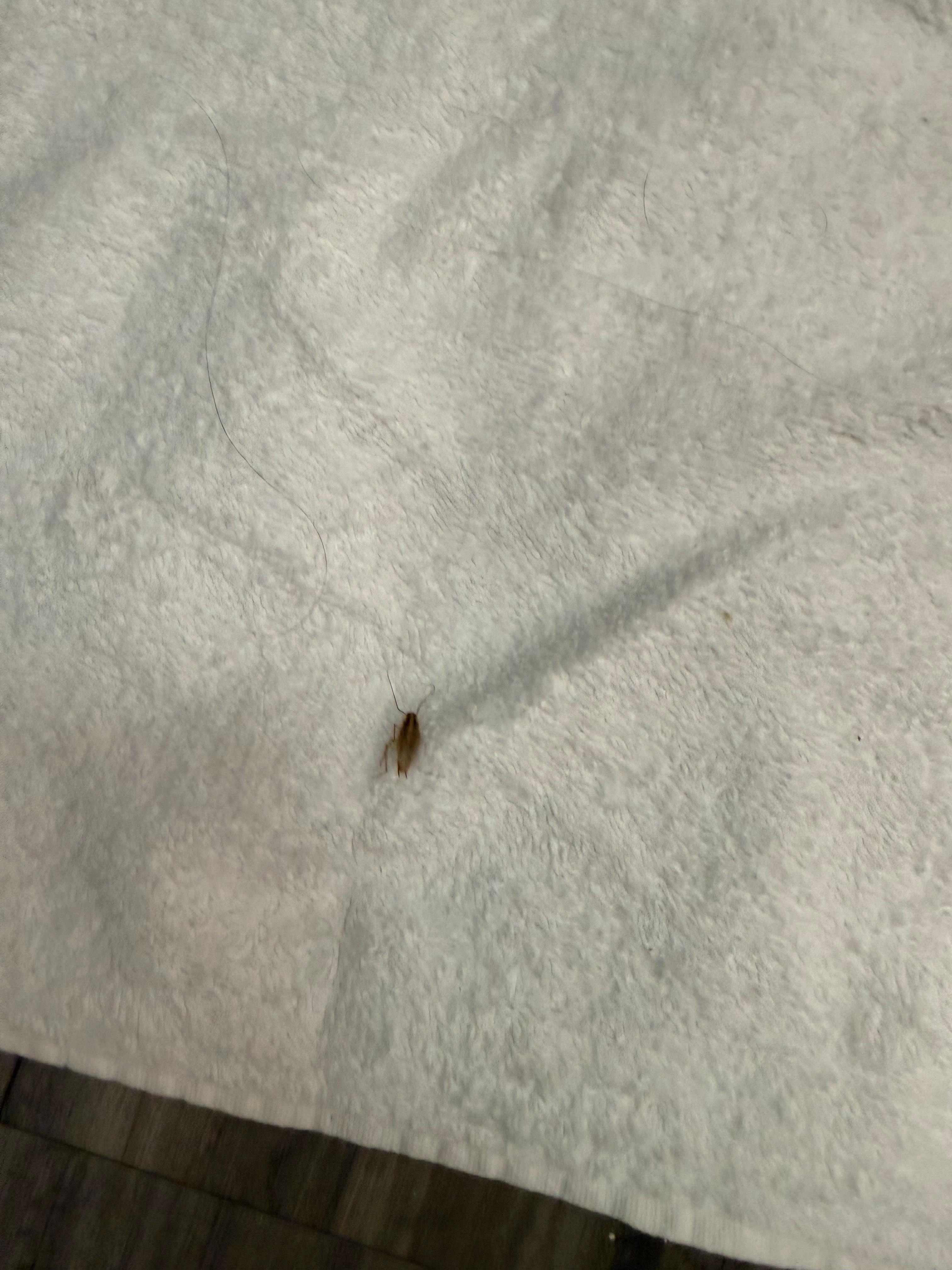 Germen cockroaches 1 of 2 in bathroom. 