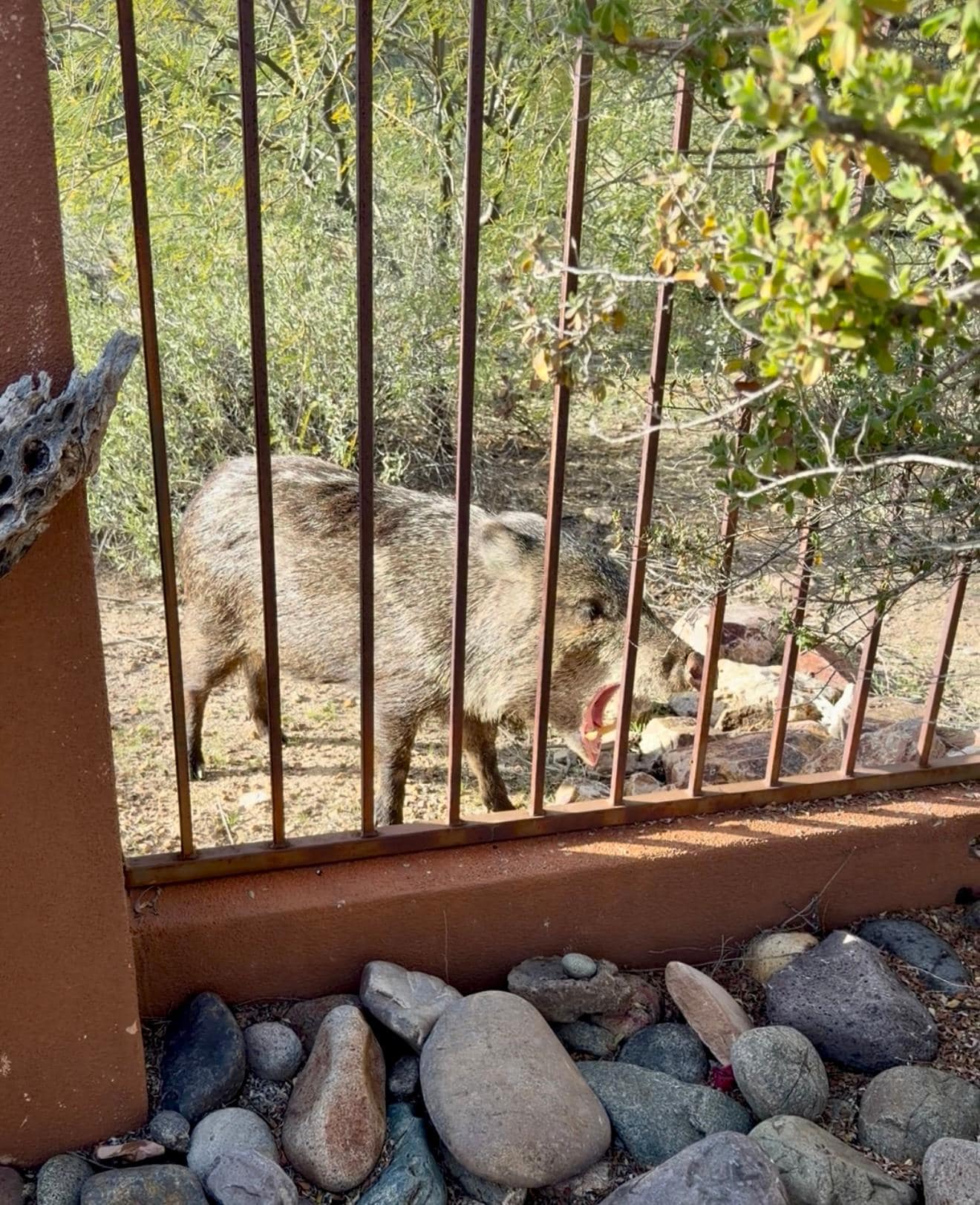Javelina visited every afternoon 