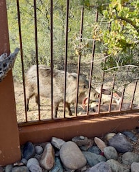 Javelina visited every afternoon