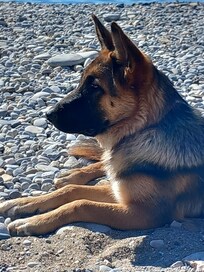 a nice dog