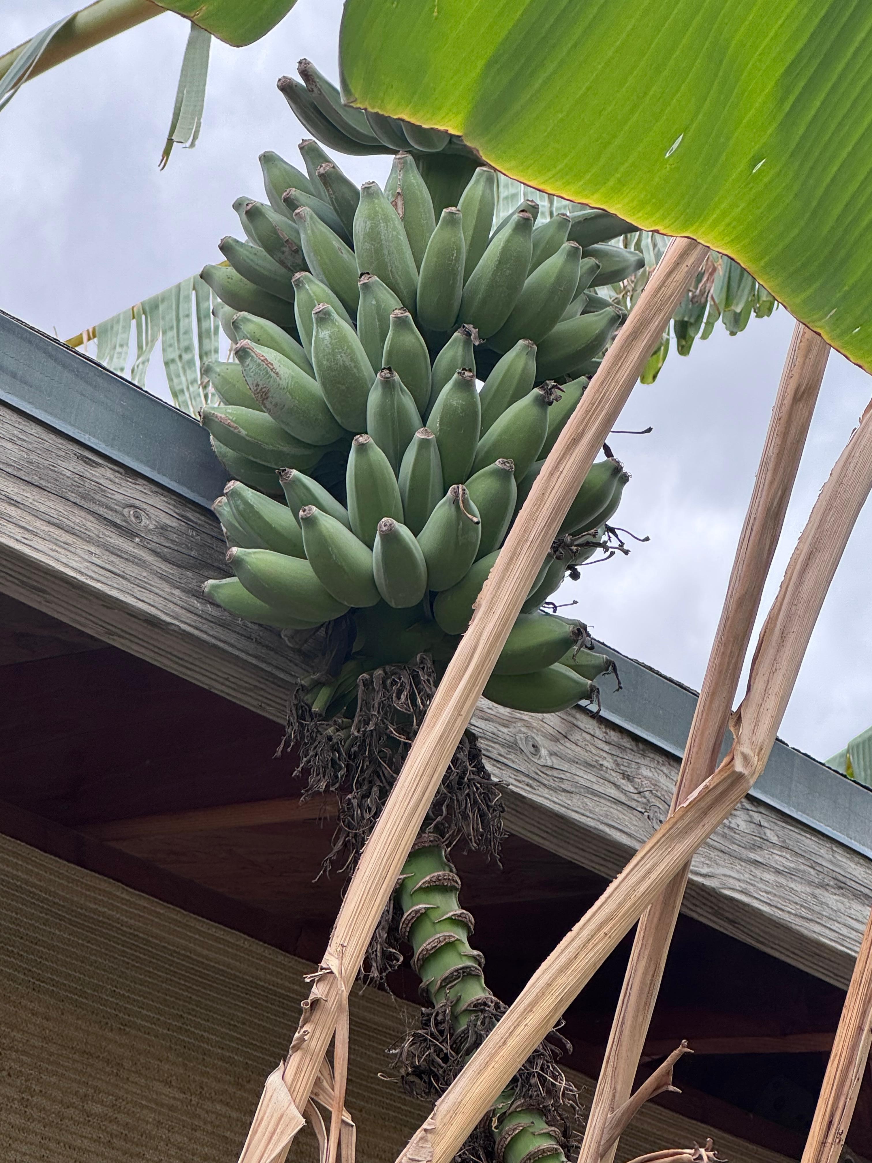 Fruit trees on property 