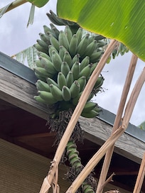 Fruit trees on property