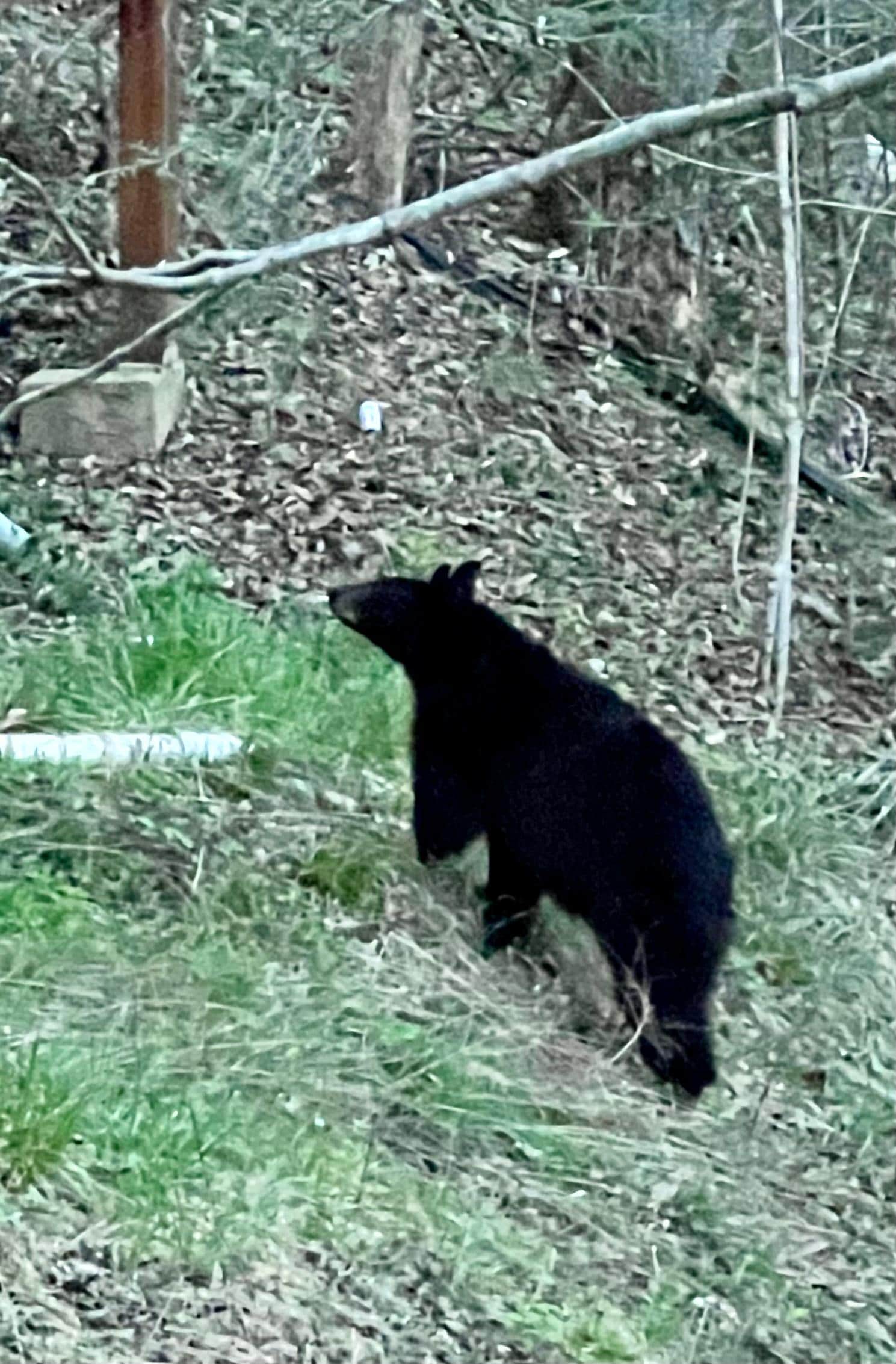 Bear that stayed in the back yard for about 30 minutes
