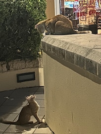 Cats of Malta