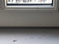 Un cimetière de moucherons avec en prime un vieux chewing-gum des anciens clients …