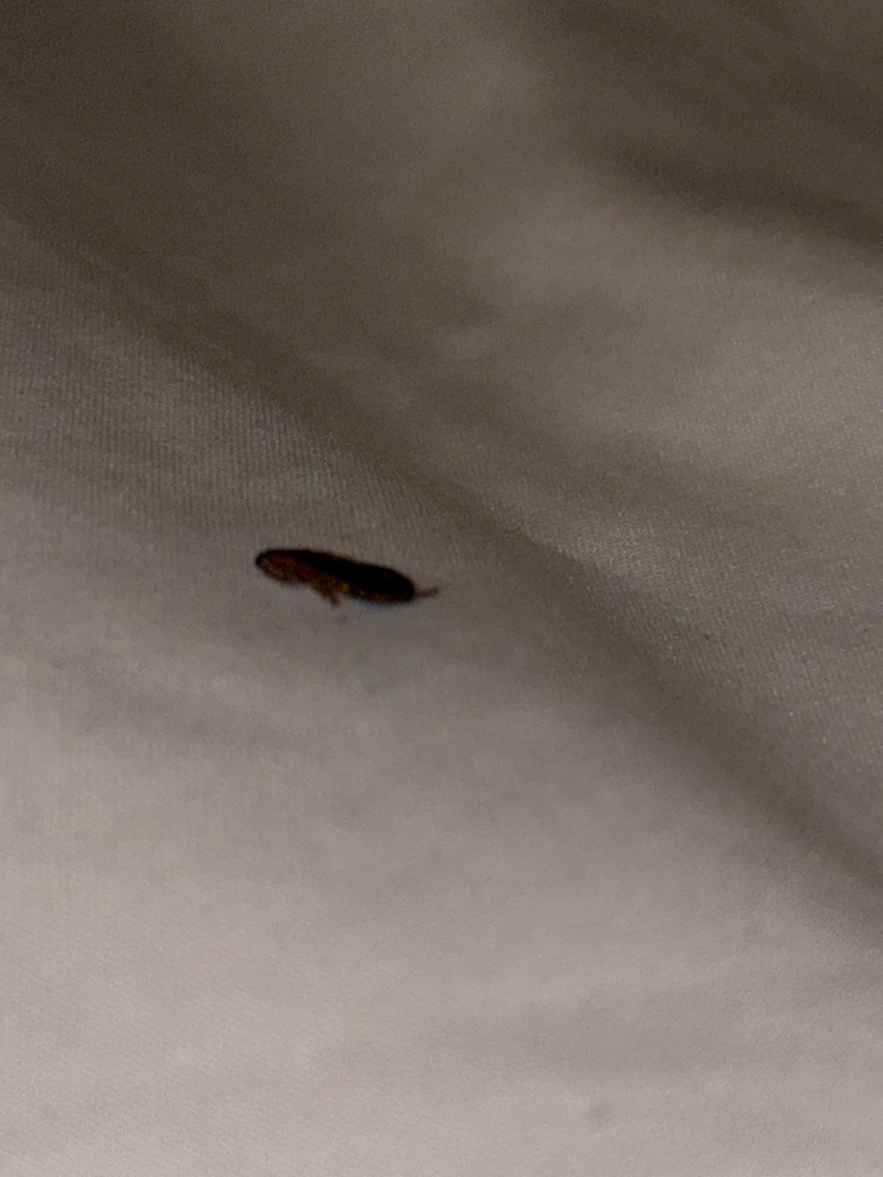 Large bedbug that was under my back. 