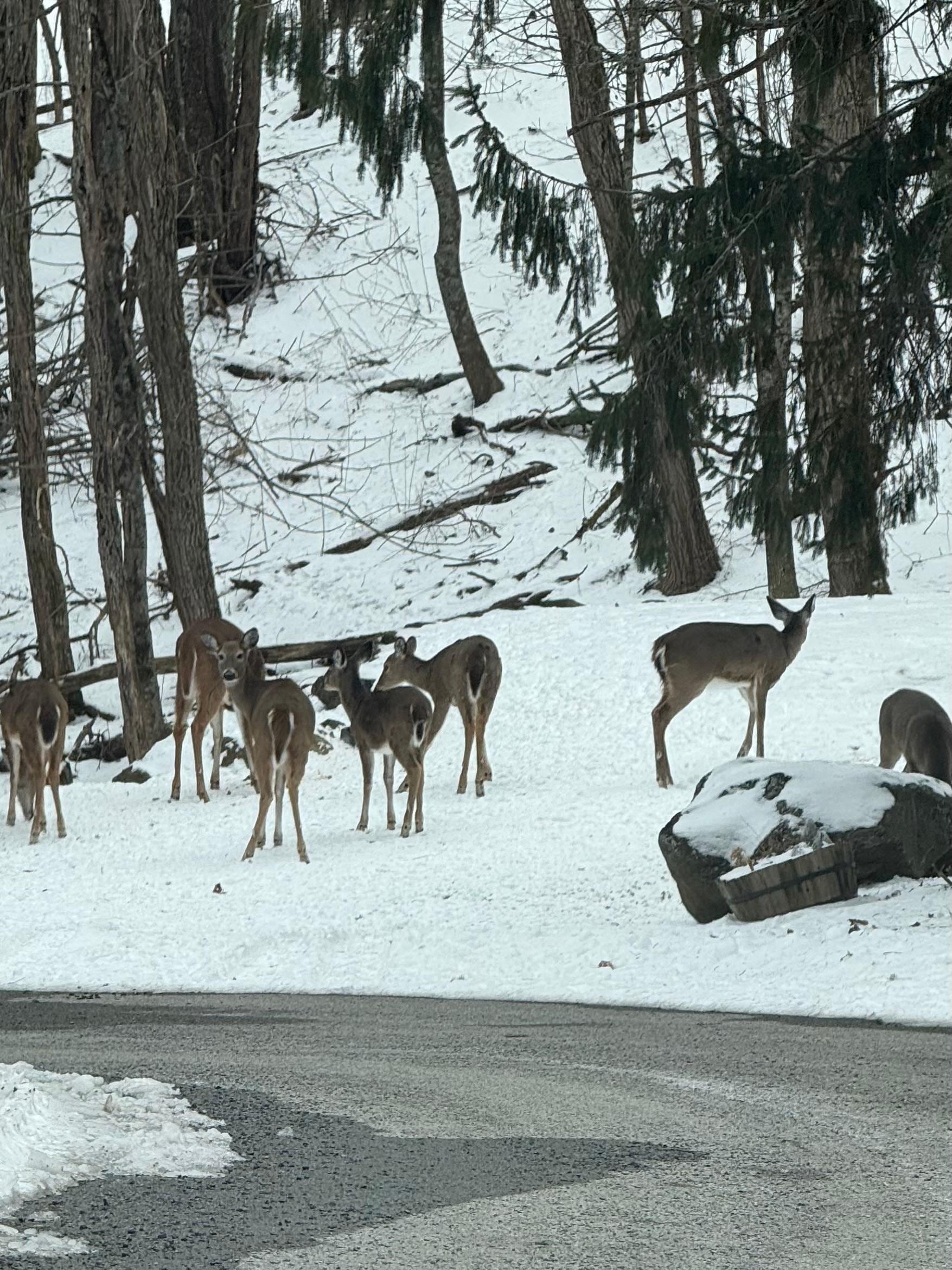 Deer right at the cabin every evening 