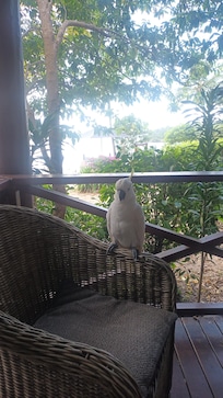 Wildlife on your doorstep