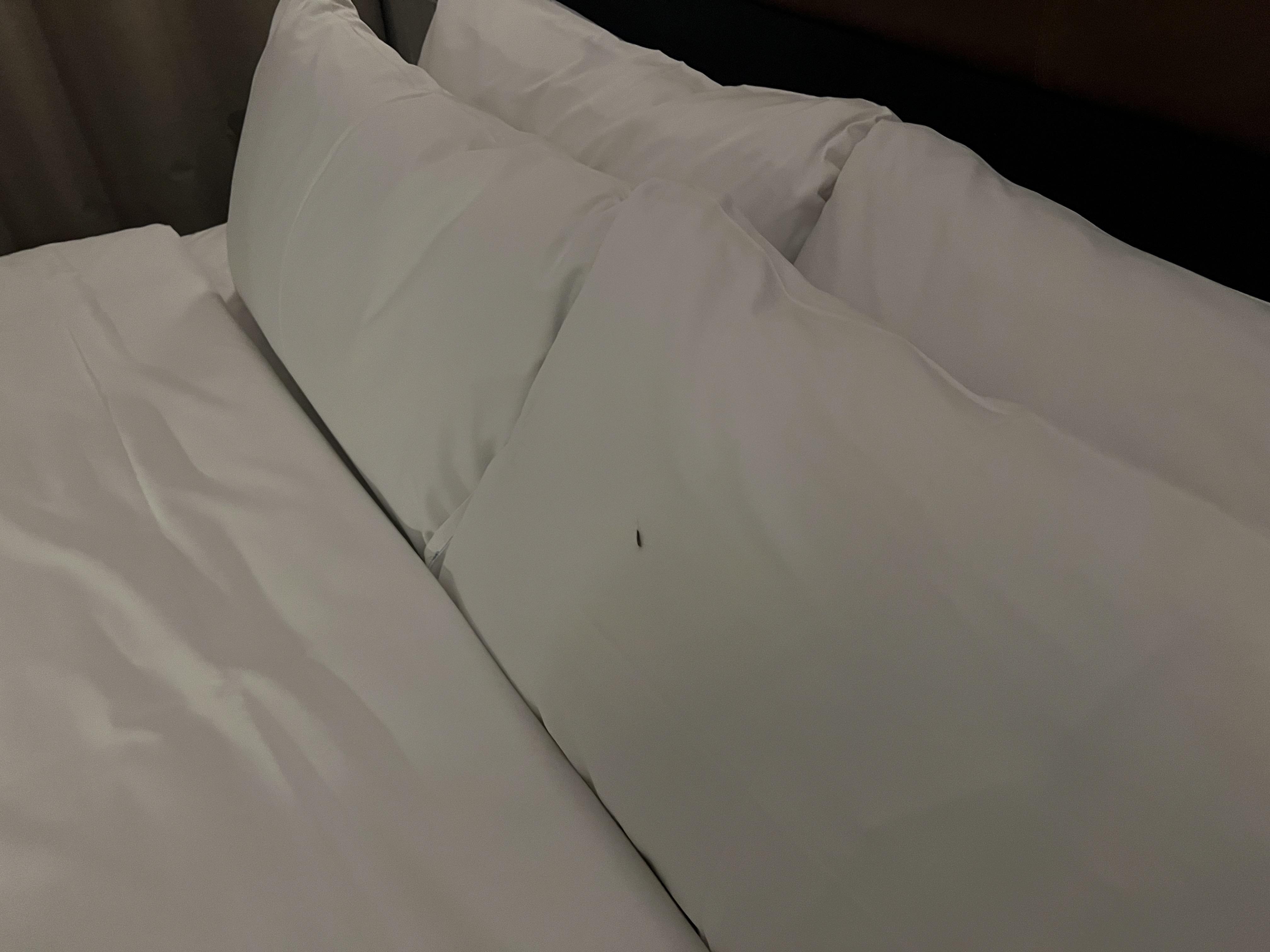Silverfish on pillow