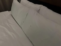 Silverfish on pillow