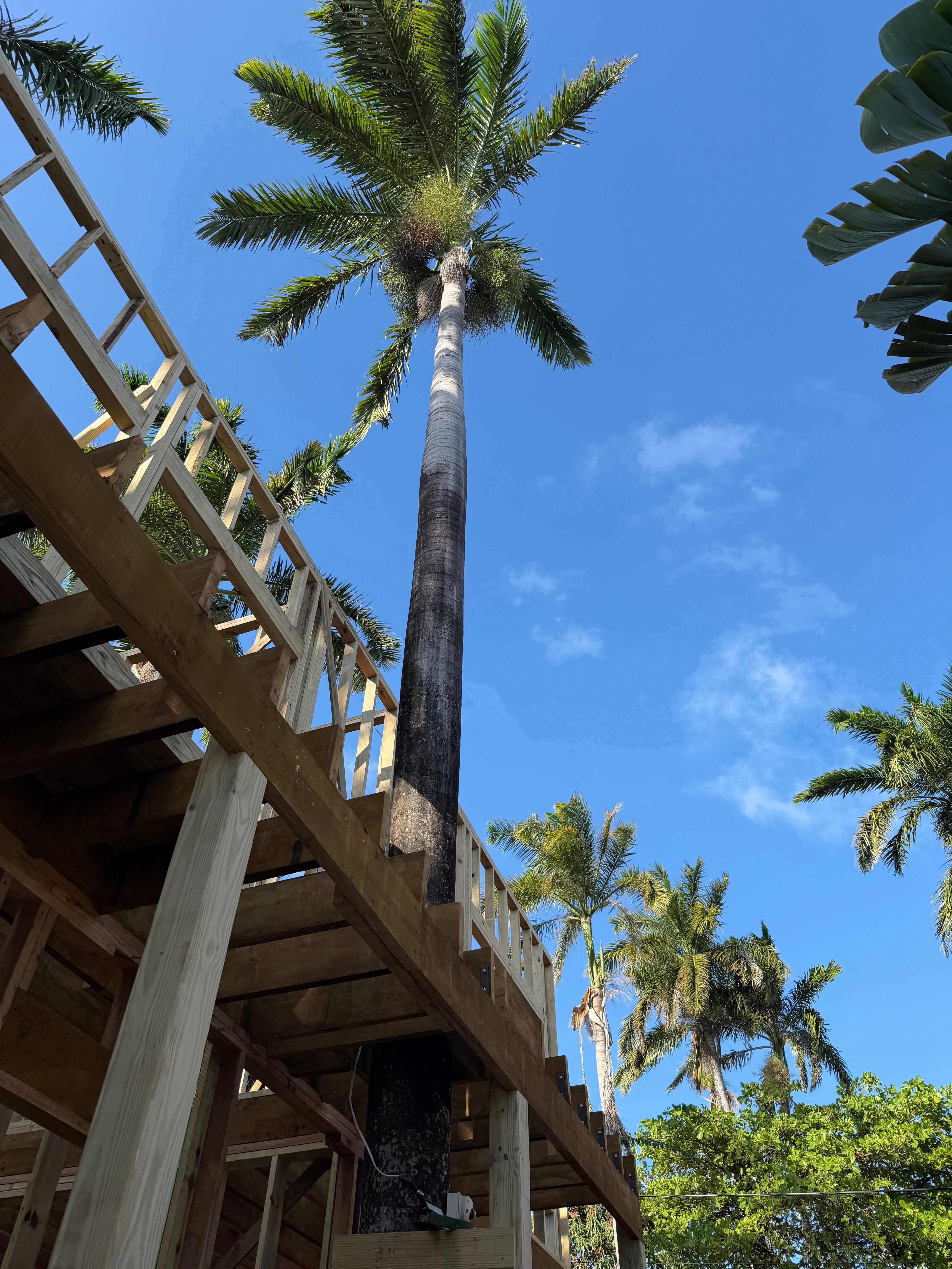 New construction for a two-story building that included the palm tree growing there 