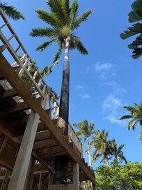 New construction for a two-story building that included the palm tree growing there