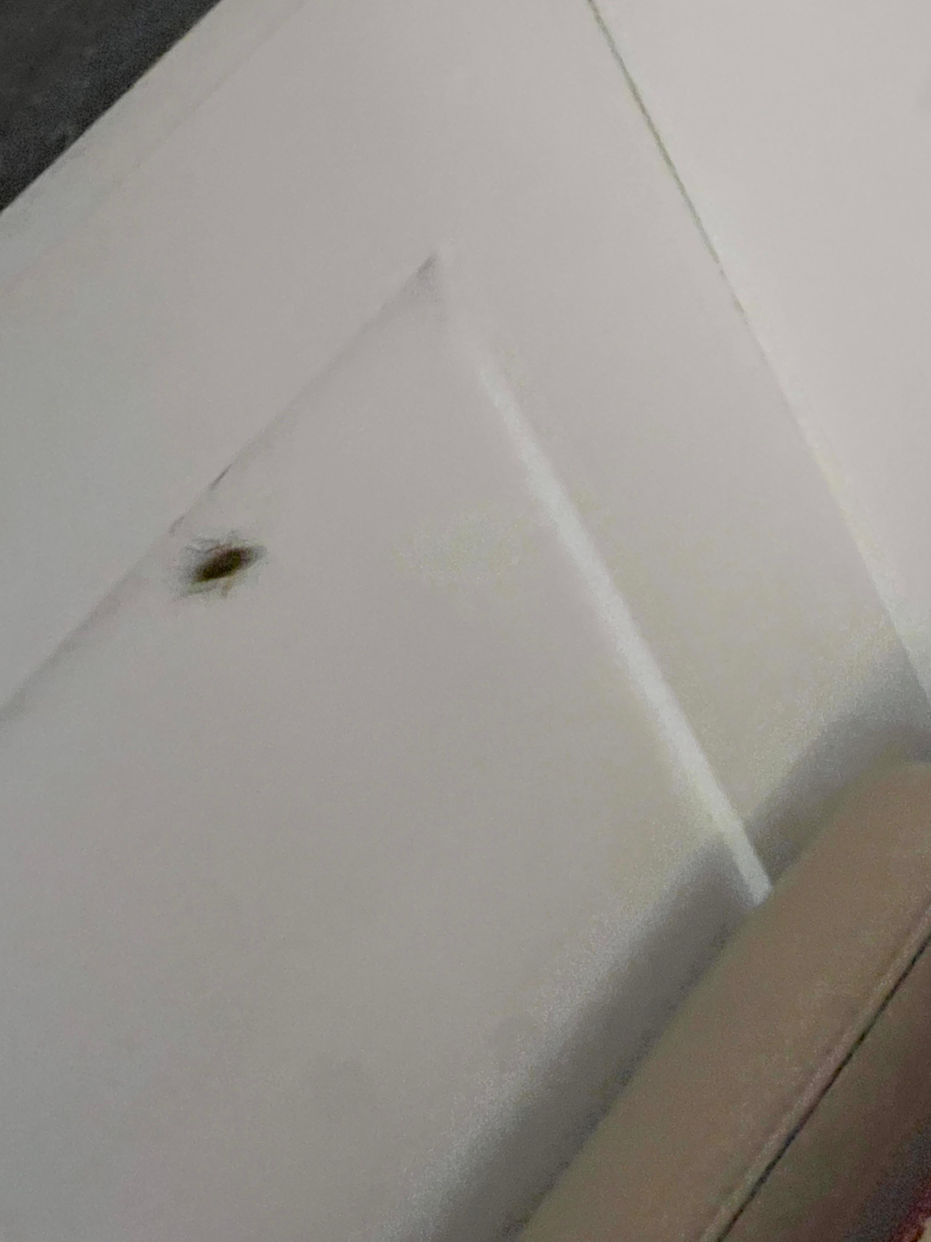 Roaches in room